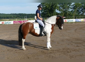 Cob, Merrie, 10 Jaar, 145 cm, Gevlekt-paard