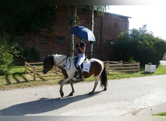 Cob, Merrie, 10 Jaar, 145 cm, Gevlekt-paard