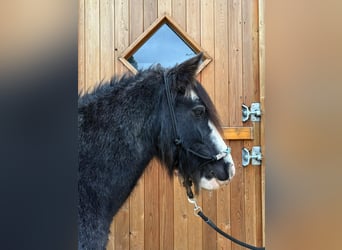 Cob, Merrie, 11 Jaar, 137 cm, Roan-Blue