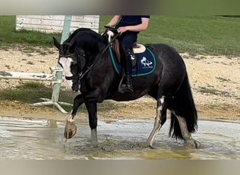 Cob, Merrie, 11 Jaar, 140 cm