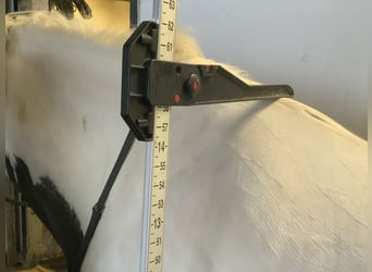 Cob, Merrie, 12 Jaar, 148 cm, Gevlekt-paard