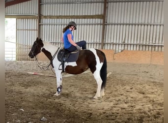 Cob, Merrie, 12 Jaar, 150 cm, Gevlekt-paard