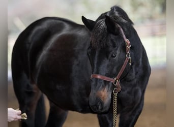 Cob, Merrie, 12 Jaar, 152 cm, Brauner