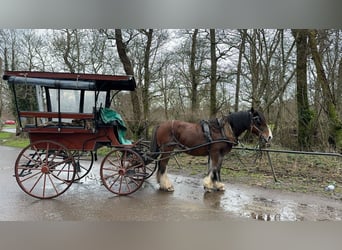 Cob, Merrie, 14 Jaar, 157 cm, Roodbruin