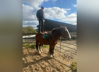 Cob, Merrie, 14 Jaar, 157 cm, Roodbruin