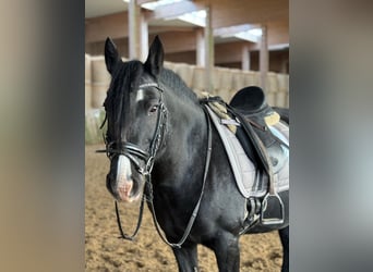 Cob, Merrie, 15 Jaar, 144 cm, Zwart