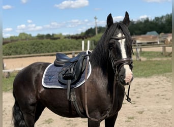 Cob Mix, Merrie, 16 Jaar, 148 cm, Zwart
