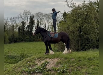 Cob, Merrie, 16 Jaar, 153 cm, Zwart