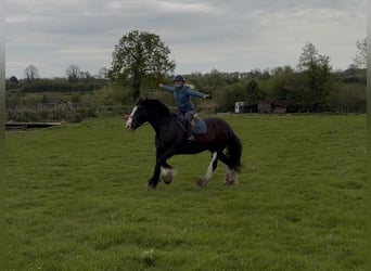 Cob, Merrie, 16 Jaar, 153 cm, Zwart