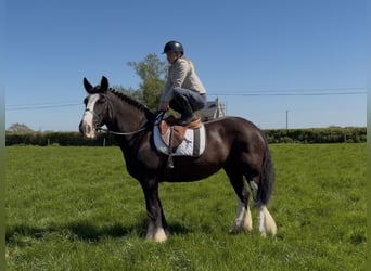 Cob, Merrie, 16 Jaar, 153 cm, Zwart