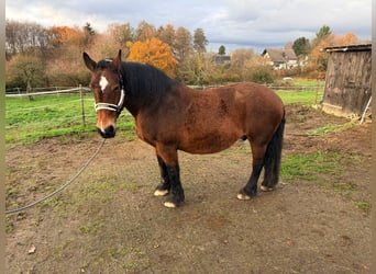 Cob, Merrie, 17 Jaar, 160 cm, Donkerbruin