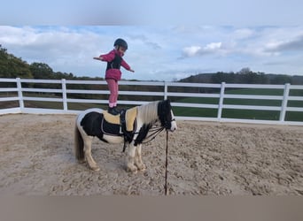 Cob, Merrie, 4 Jaar, 121 cm, Gevlekt-paard