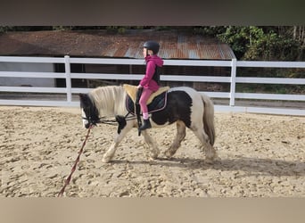 Cob, Merrie, 4 Jaar, 121 cm, Gevlekt-paard
