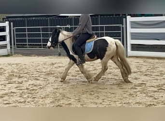 Cob, Merrie, 4 Jaar, 121 cm, Gevlekt-paard