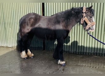 Cob, Merrie, 4 Jaar, 128 cm, Zwart