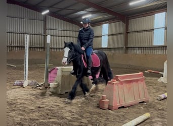 Cob, Merrie, 4 Jaar, 128 cm, Zwart