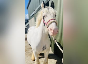 Cob, Merrie, 4 Jaar, 133 cm, Gevlekt-paard