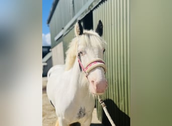 Cob, Merrie, 4 Jaar, 133 cm, Gevlekt-paard