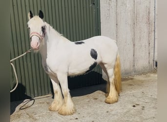 Cob, Merrie, 4 Jaar, 133 cm, Gevlekt-paard