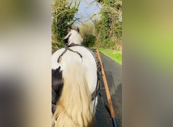 Cob, Merrie, 4 Jaar, 138 cm, Gevlekt-paard
