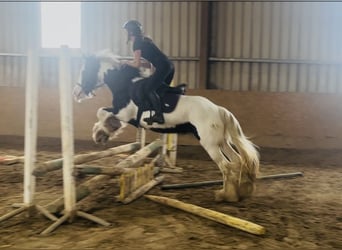 Cob, Merrie, 4 Jaar, 140 cm, Gevlekt-paard