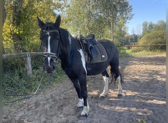 Cob Mix, Merrie, 4 Jaar, 150 cm, Tobiano-alle-kleuren