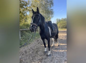 Cob Mix, Merrie, 4 Jaar, 150 cm, Tobiano-alle-kleuren