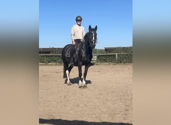 Cob Mix, Merrie, 4 Jaar, 150 cm, Tobiano-alle-kleuren