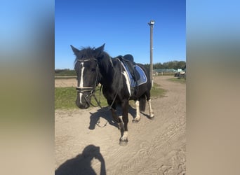 Cob Mix, Merrie, 4 Jaar, 150 cm, Tobiano-alle-kleuren