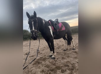 Cob Mix, Merrie, 4 Jaar, 150 cm, Tobiano-alle-kleuren