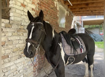 Cob Mix, Merrie, 4 Jaar, 150 cm, Tobiano-alle-kleuren