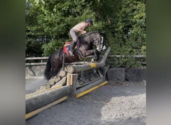 Cob, Merrie, 4 Jaar, 150 cm, Zwart