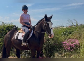 Cob, Merrie, 4 Jaar, 150 cm, Zwart