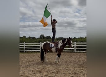 Cob, Merrie, 4 Jaar, 152 cm, Tobiano-alle-kleuren