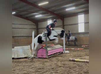 Cob, Merrie, 4 Jaar, 154 cm, Gevlekt-paard