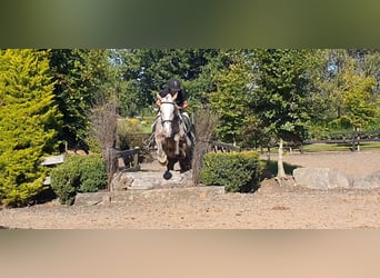 Cob, Stute, 4 Jahre, 158 cm