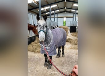 Cob, Merrie, 5 Jaar, 128 cm, Appelschimmel