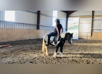 Cob, Merrie, 5 Jaar, 130 cm, Gevlekt-paard