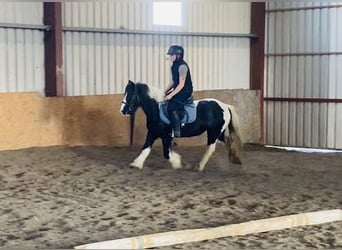 Cob, Merrie, 5 Jaar, 130 cm, Gevlekt-paard
