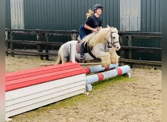 Cob, Merrie, 5 Jaar, 135 cm, Blauwschimmel