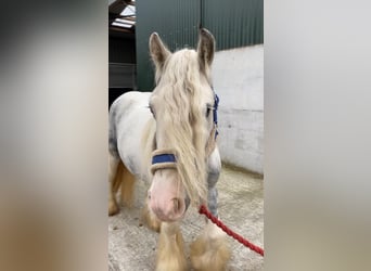 Cob, Merrie, 5 Jaar, 135 cm, Blauwschimmel