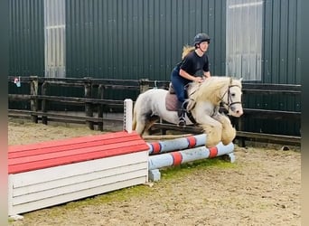 Cob, Merrie, 5 Jaar, 135 cm, Blauwschimmel