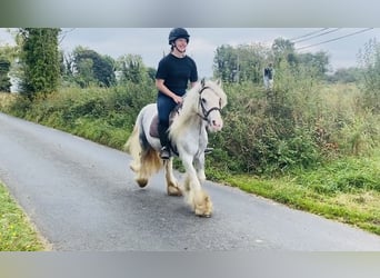 Cob, Merrie, 5 Jaar, 135 cm, Blauwschimmel