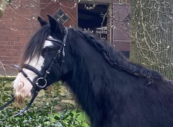 Cob, Merrie, 5 Jaar, 135 cm, Gevlekt-paard