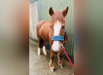 Cob, Merrie, 5 Jaar, 137 cm, Donkere-vos