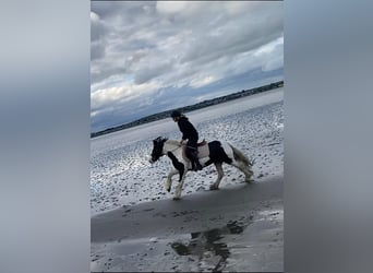 Cob, Merrie, 5 Jaar, 138 cm, Gevlekt-paard