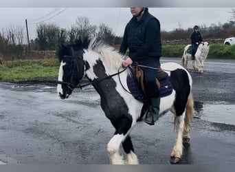 Cob, Merrie, 5 Jaar, 143 cm, Gevlekt-paard