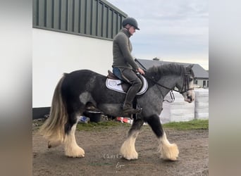 Cob, Merrie, 5 Jaar, 145 cm, Roan-Blue