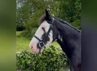 Cob, Merrie, 5 Jaar, 148 cm, Zwart