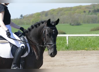 Cob, Merrie, 5 Jaar, 152 cm, Zwart